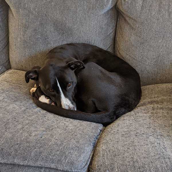 Mia, a black and white lab mix, curled up on a couch cushion.